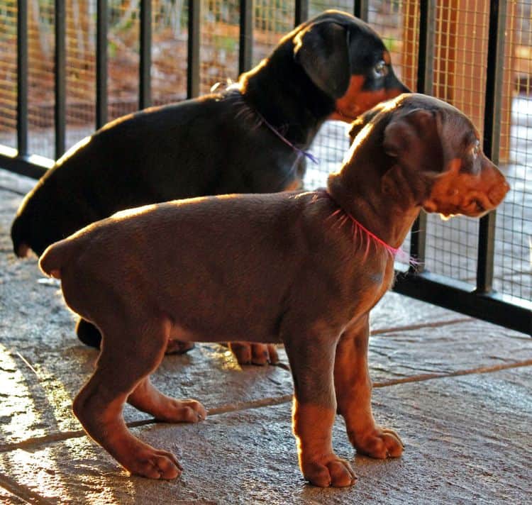 5 week old red and rust female doberman pup; champion sired