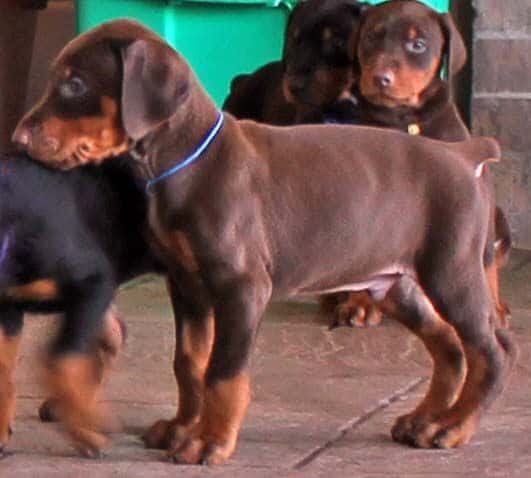 Red and rust male doberman pup tagged BLUE