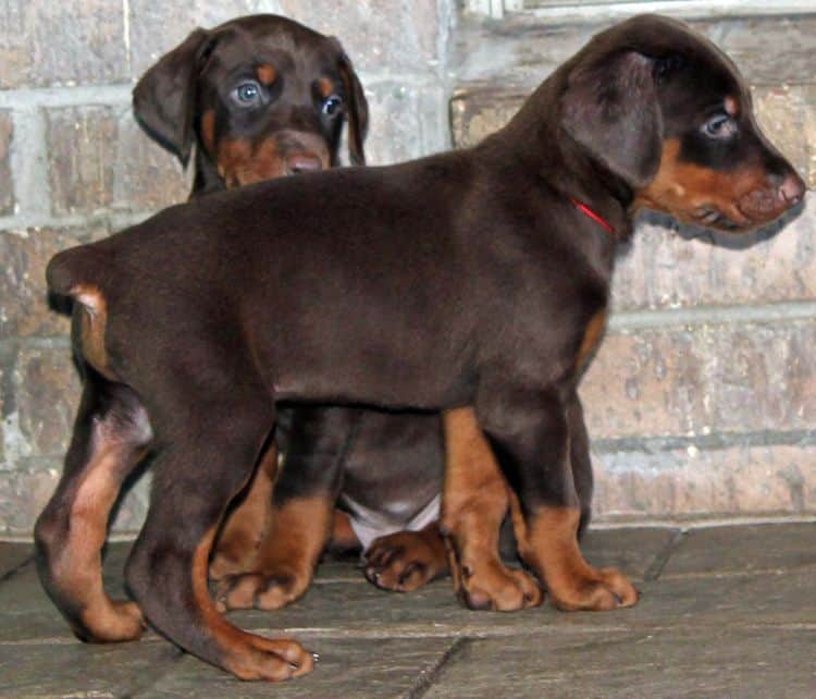 Red and rust male doberman pup tagged RED
