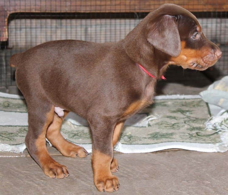 5 week old red and rust male doberman pup; champion sired