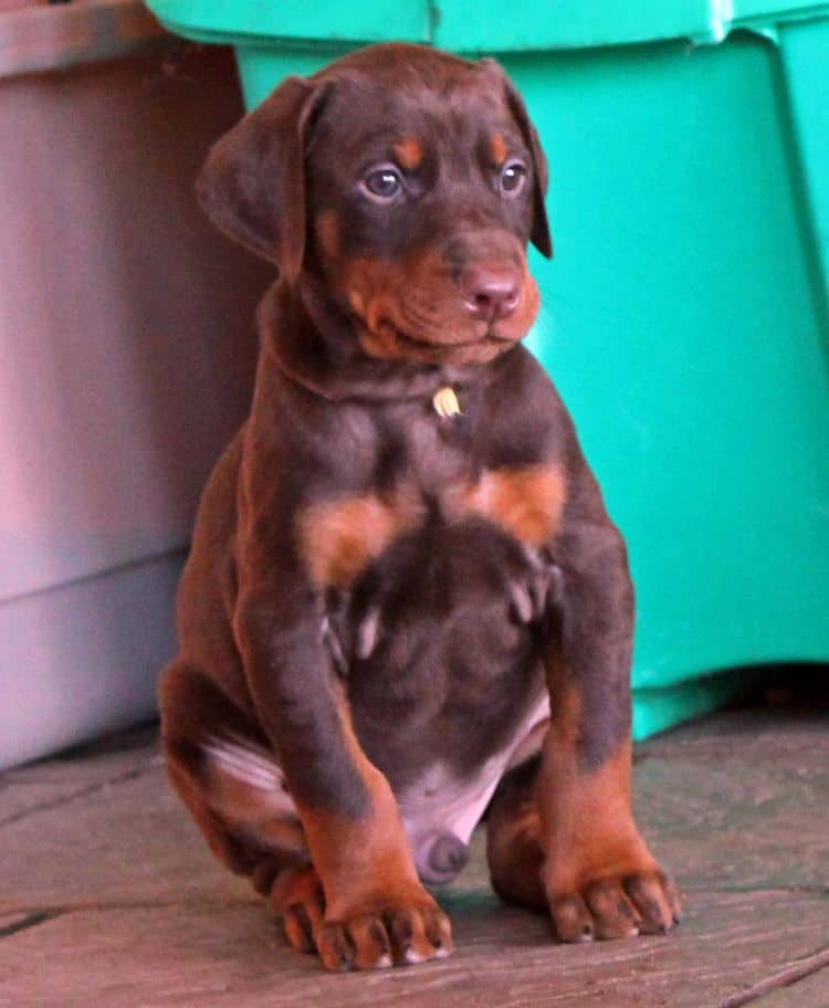 Red and rust male doberman pup tagged YELLOW