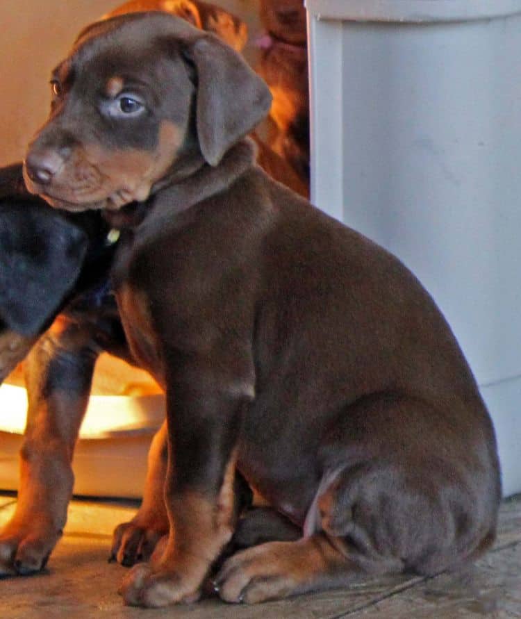 5 week old red and rust male doberman pup; champion sired