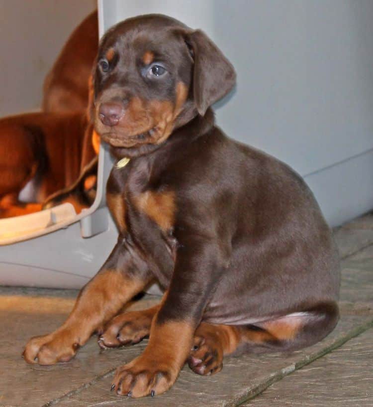 5 week old red and rust male doberman pup; champion sired