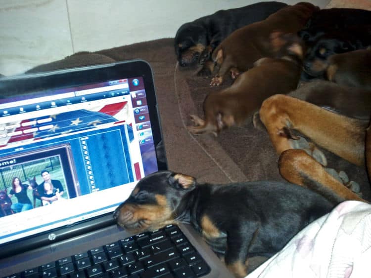 2 week old dobe pups black and rust, red and rust; champion sired