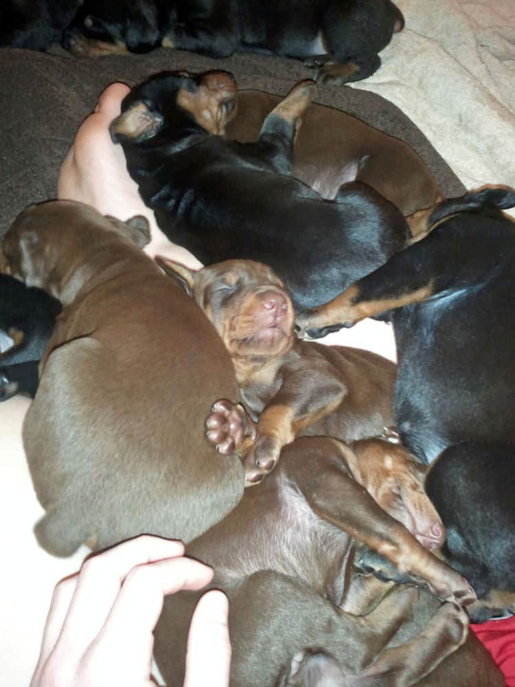 2 week old dobe pups black and rust, red and rust; champion sired