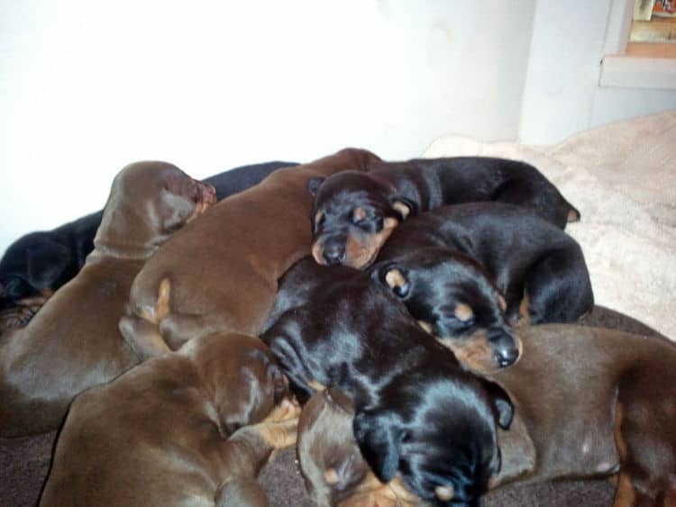 2 week old dobe pups black and rust, red and rust; champion sired