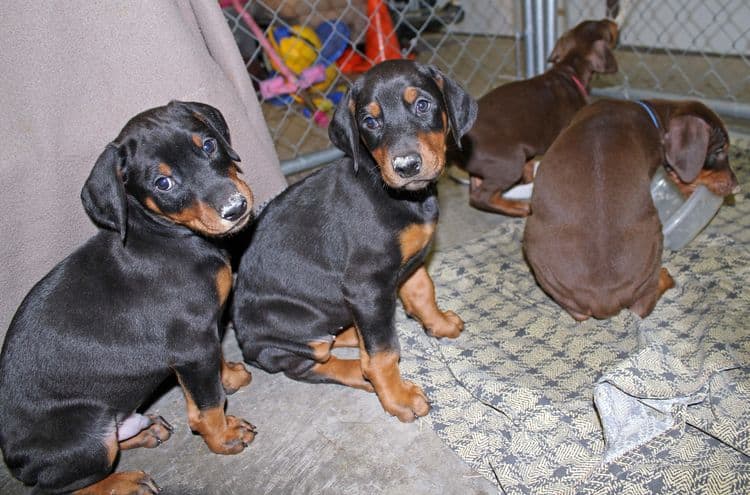 6 week old black and rust female doberman pups; red and rust doberman pups; champion sired