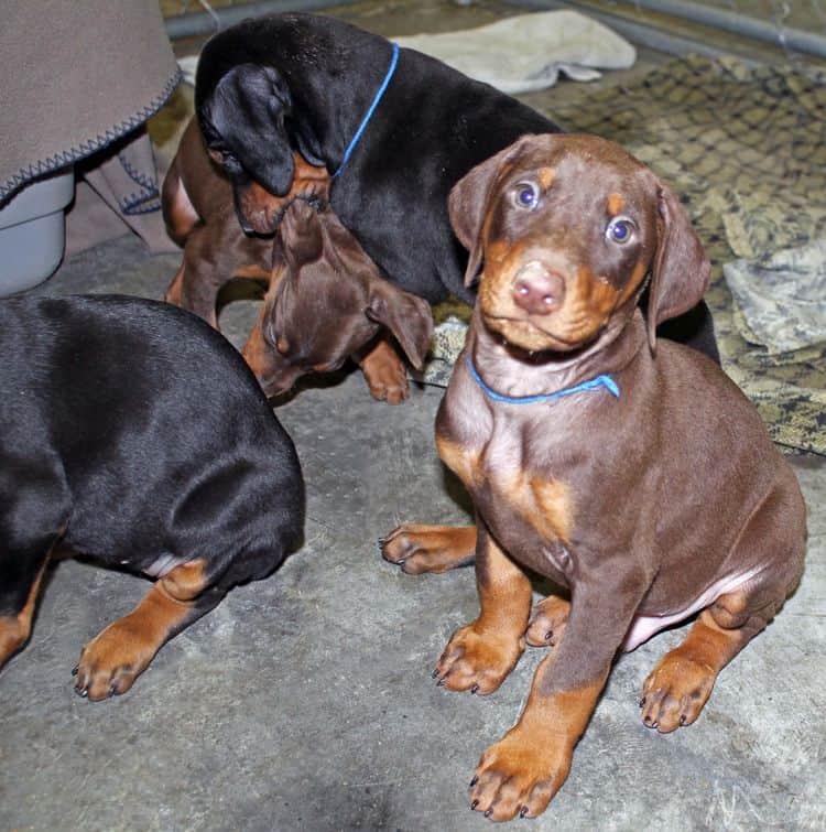 6 week old black and rust female doberman pups; red and rust doberman pups; champion sired