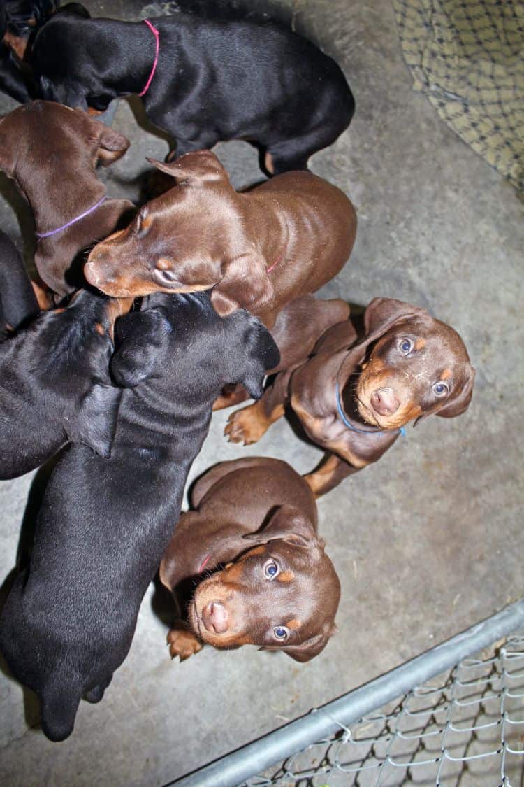 6 week old black and rust female doberman pups; red and rust doberman pups; champion sired