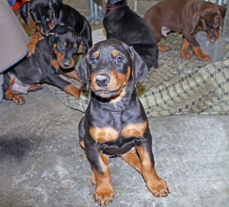 6 week old black and rust female doberman pups; red and rust doberman pups; champion sired