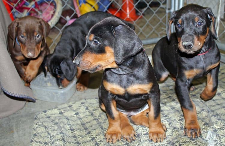 6 week old black and rust female doberman pups; red and rust doberman pups; champion sired