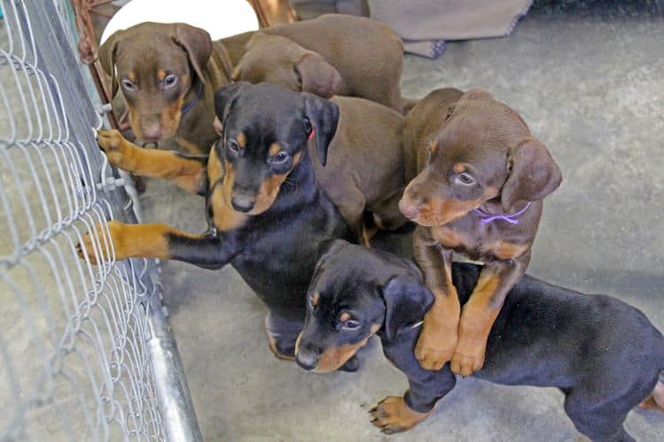 6 week old black and rust female doberman pups; red and rust doberman pups; champion sired