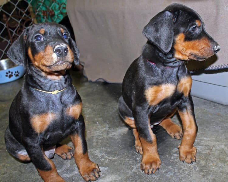 6 week old black and rust female doberman pups; red and rust doberman pups; champion sired