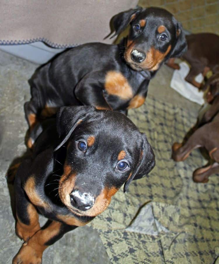 6 week old black and rust female doberman pups; red and rust doberman pups; champion sired