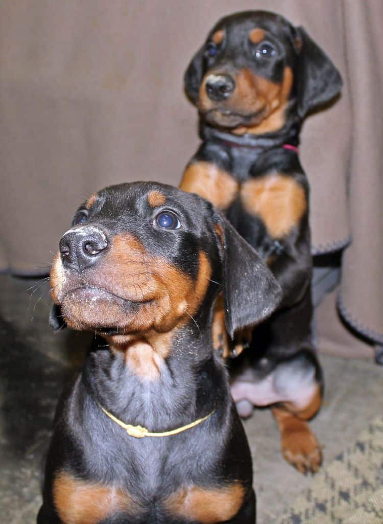 6 week old black and rust female doberman pups; red and rust doberman pups; champion sired