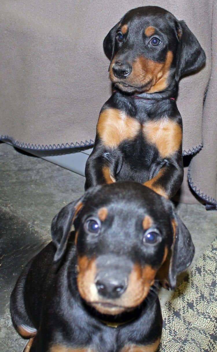 6 week old black and rust female doberman pups; red and rust doberman pups; champion sired