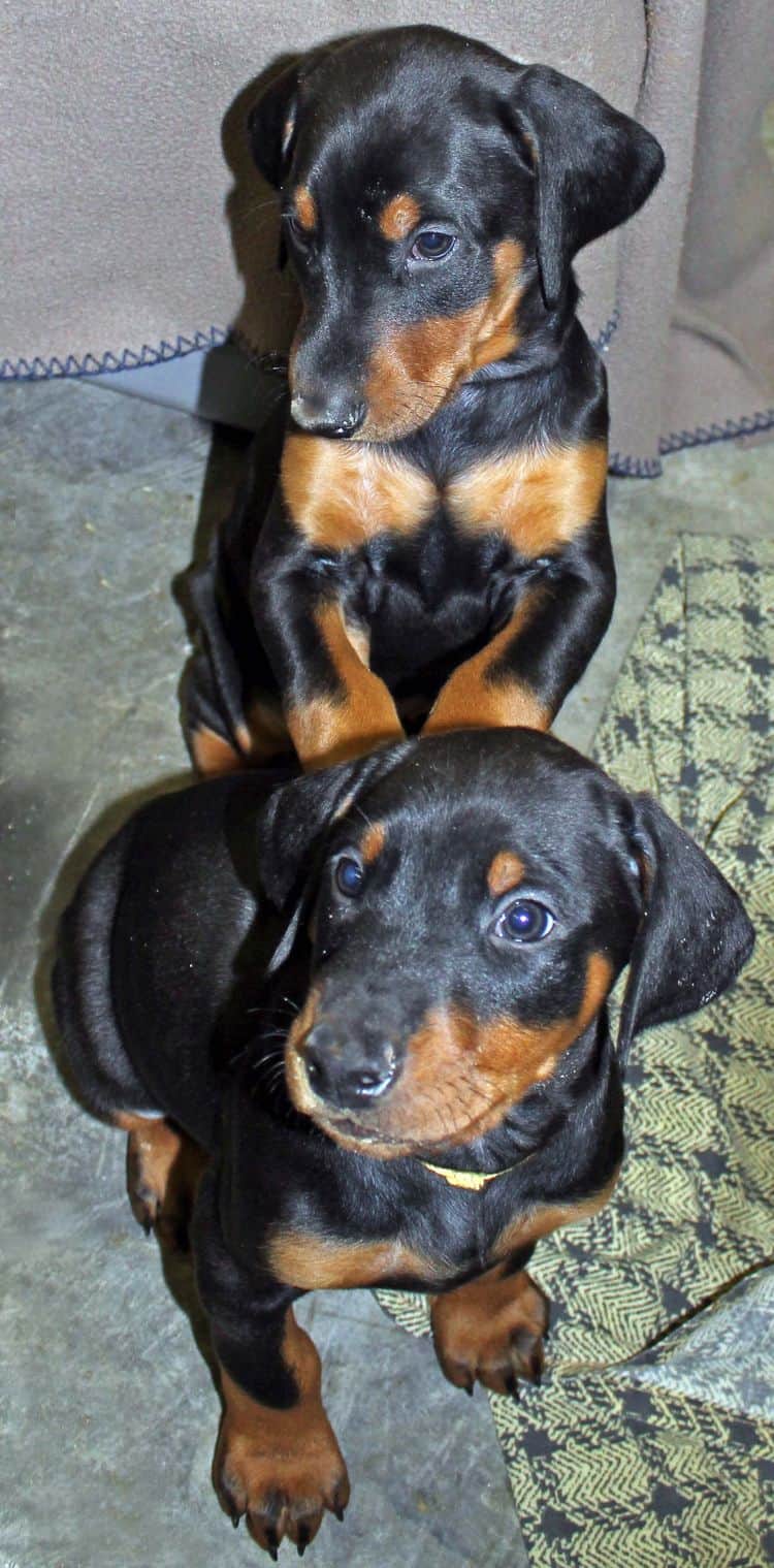 6 week old black and rust male doberman pup; champion sired