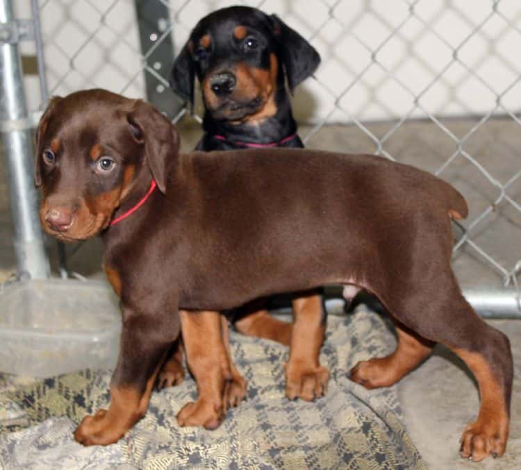 6 week old black and rust female doberman pups; red and rust doberman pups; champion sired