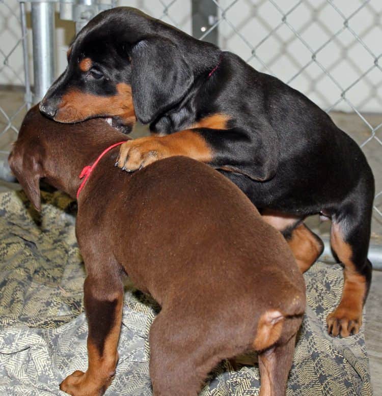 6 week old black and rust female doberman pups; red and rust doberman pups; champion sired