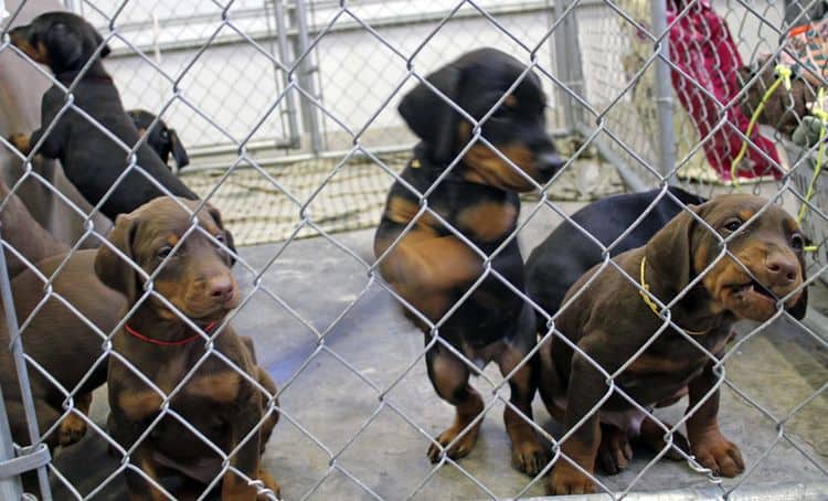 6 week old black and rust female doberman pups; red and rust doberman pups; champion sired