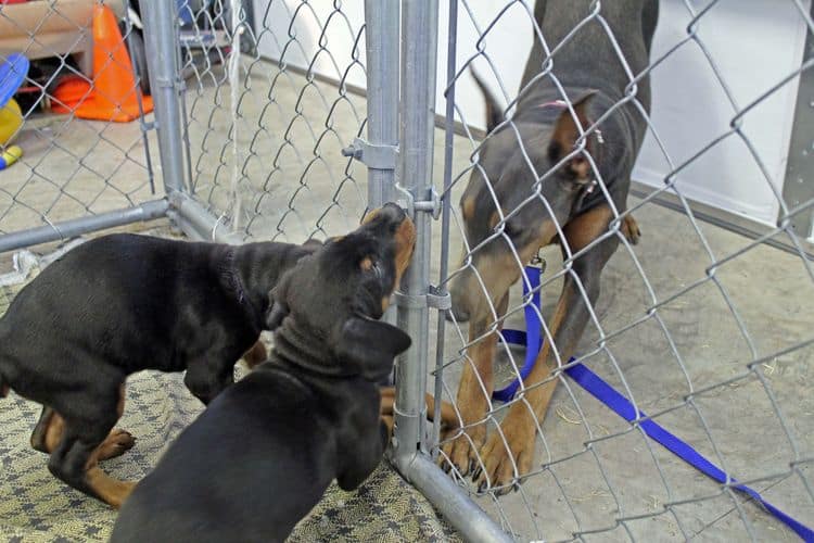 6 week old black and rust female doberman pups; red and rust doberman pups; champion sired