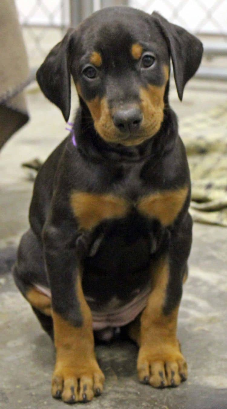 6 week old black and rust female doberman pup; champion sired