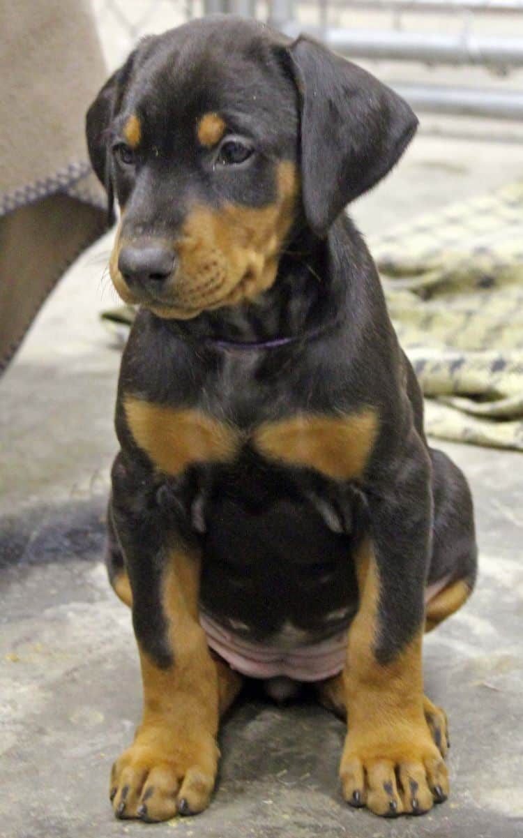 6 week old black and rust female doberman pup; champion sired