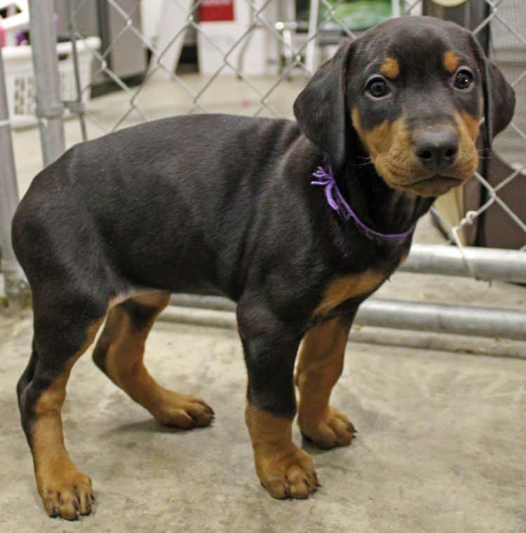 6 week old black and rust female doberman pup; champion sired