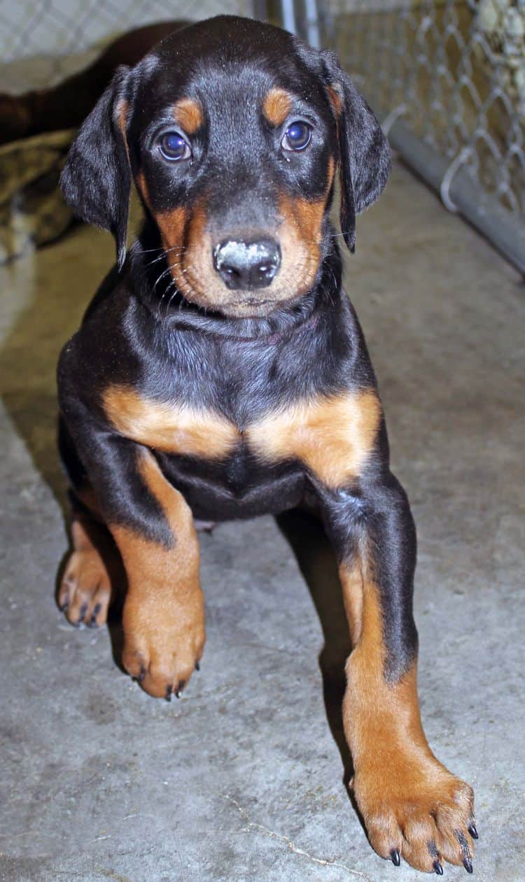 6 week old black and rust female doberman pup; champion sired