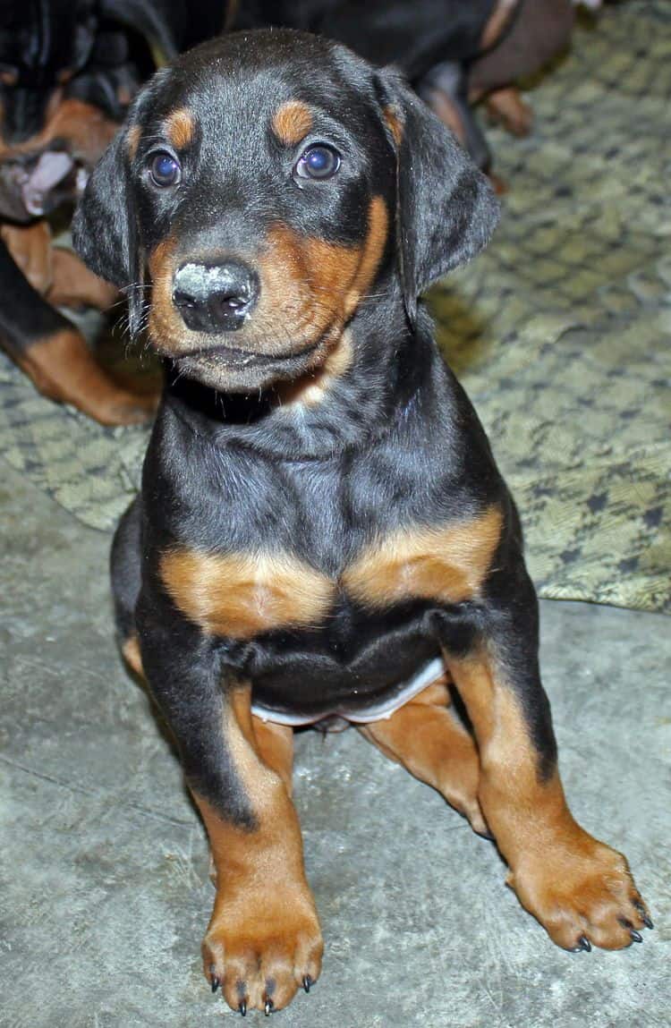 6 week old black and rust female doberman pup; champion sired