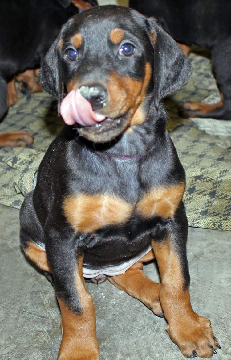 6 week old black and rust female doberman pup; champion sired