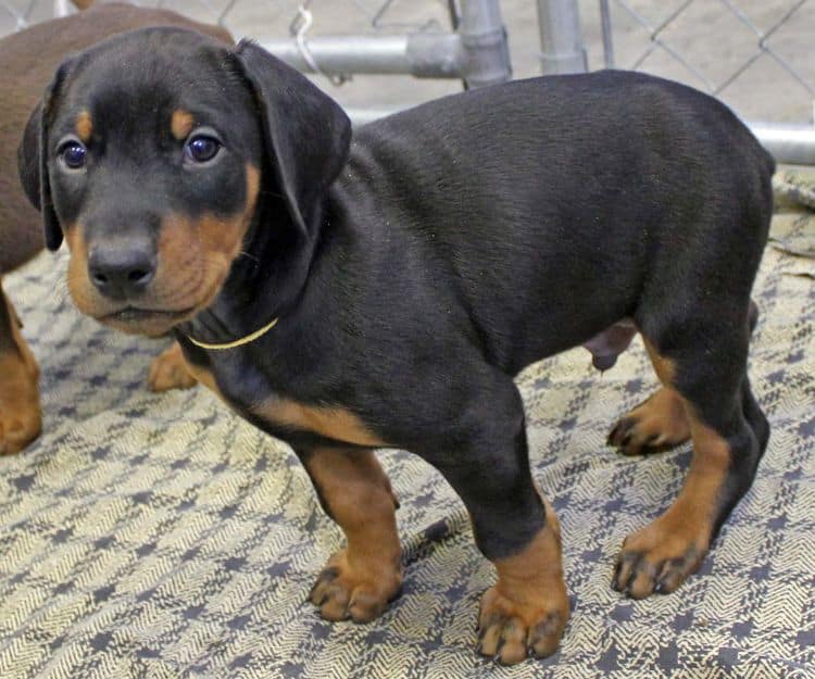 6 week old black and rust male doberman pup; champion sired