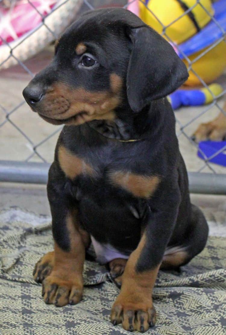 6 week old black and rust male doberman pup; champion sired