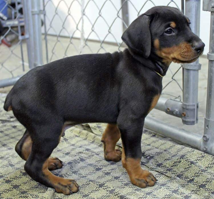 6 week old black and rust male doberman pup; champion sired