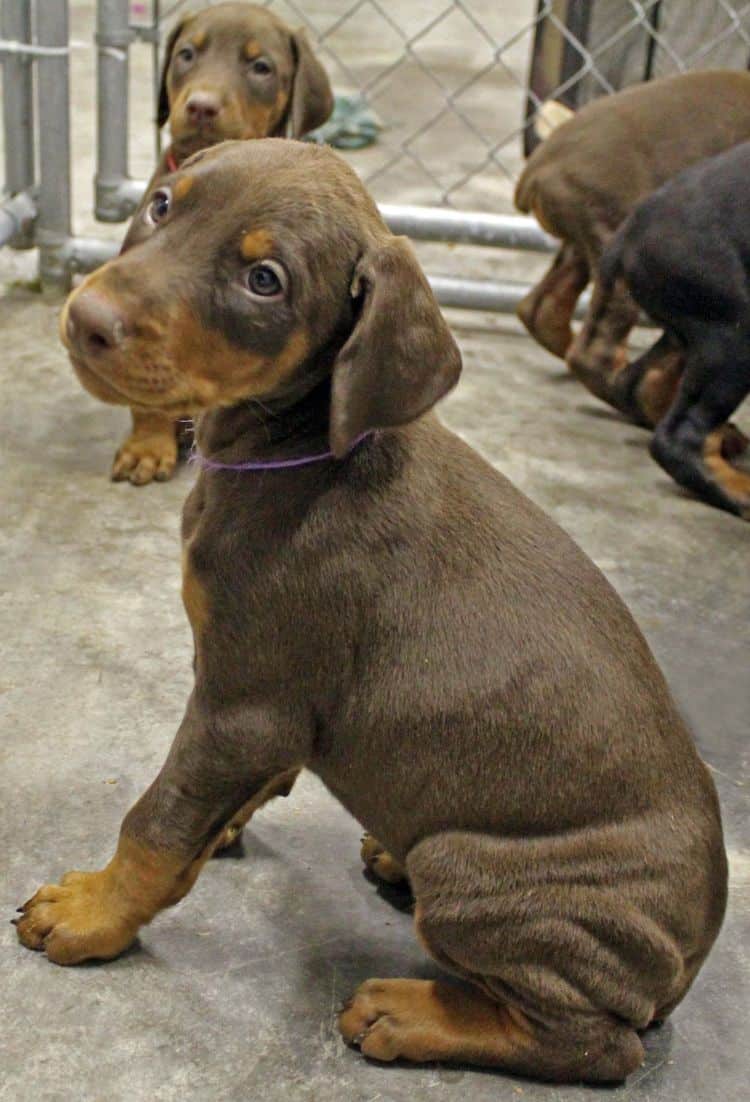 red and rust female doberman puppy