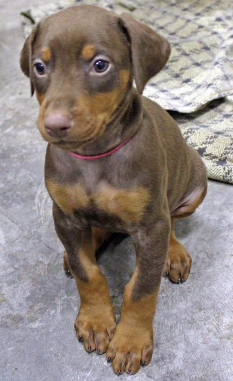 6 week old red and rust female doberman pup; champion sired