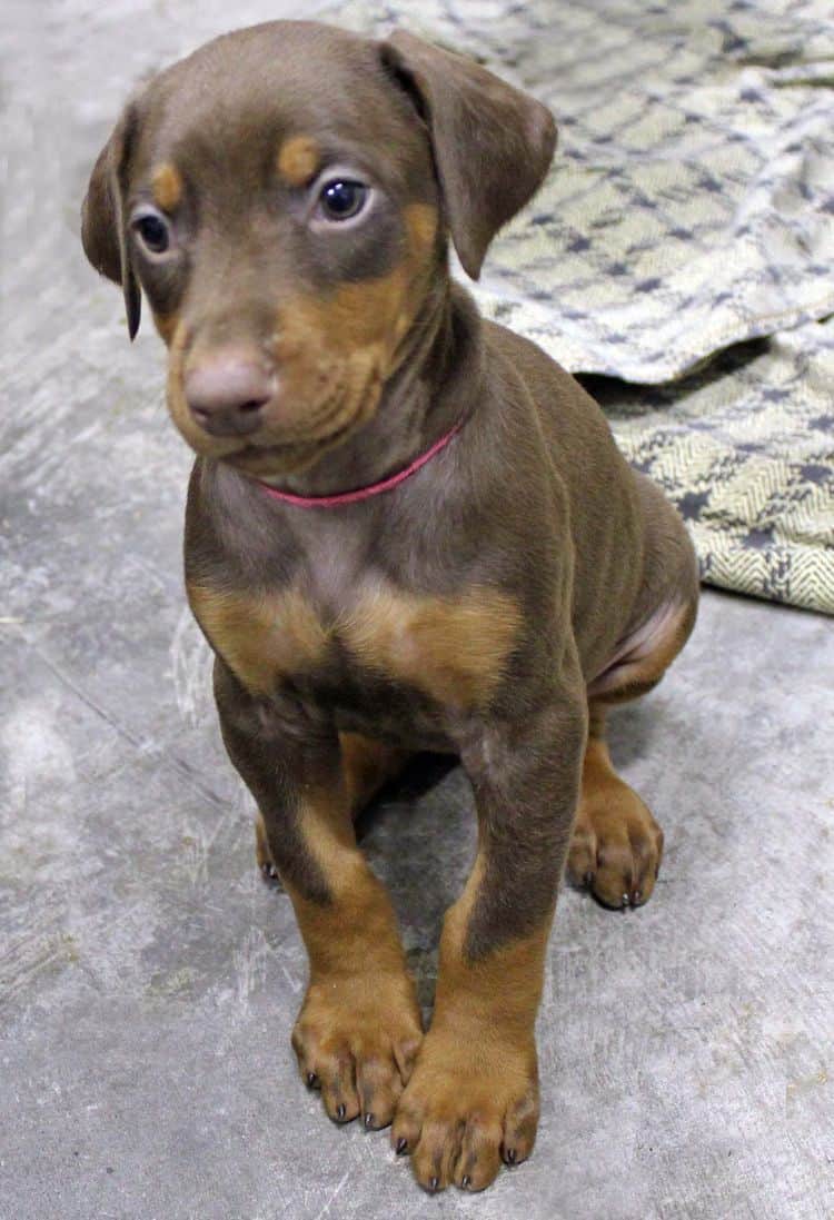 6 week old red and rust female doberman pup; champion sired