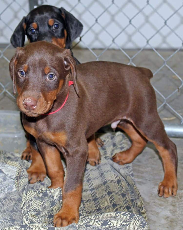 6 week old red and rust male doberman pup; champion sired