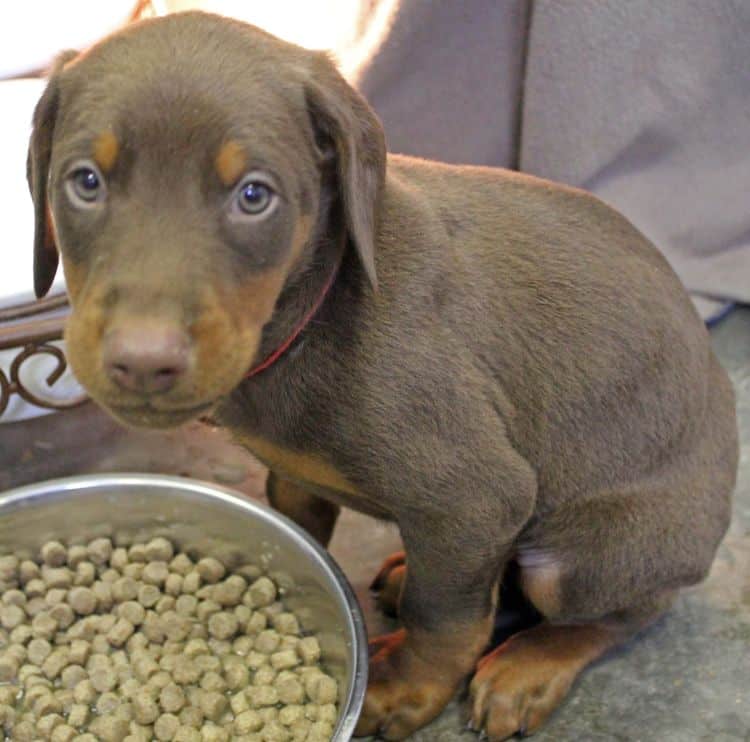 6 week old red and rust male doberman pup; champion sired