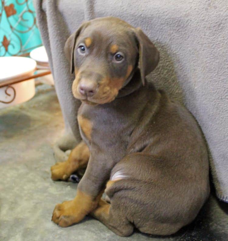 6 week old red and rust male doberman pup; champion sired