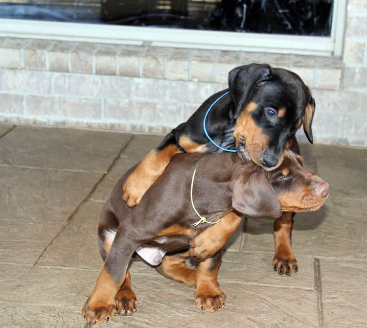 7 week old black/rust and red/rust doberman pups