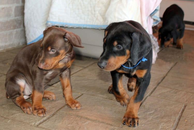 7 week old black/rust and red/rust doberman pups