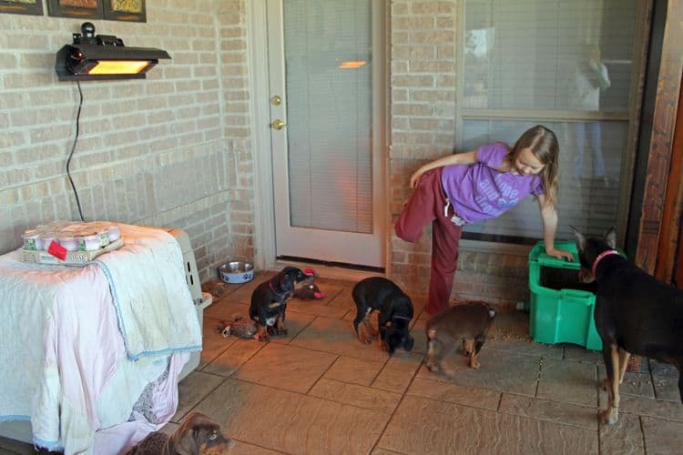 7 week old black/rust and red/rust doberman pups