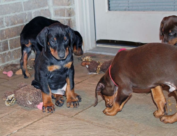 7 week old black/rust and red/rust doberman pups