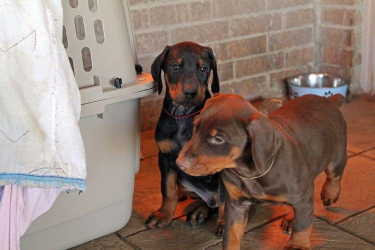 7 week old black/rust and red/rust doberman pups