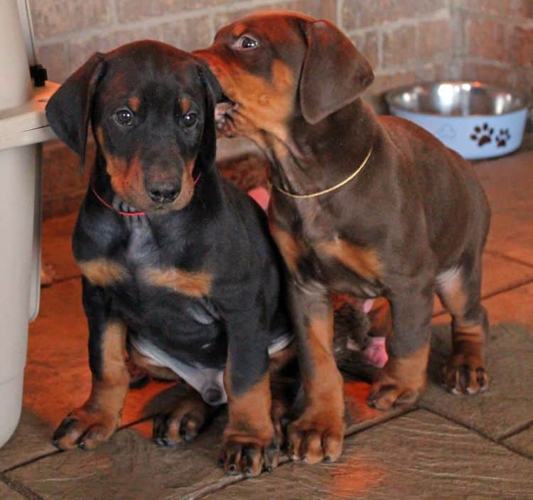 7 week old black/rust and red/rust doberman pups