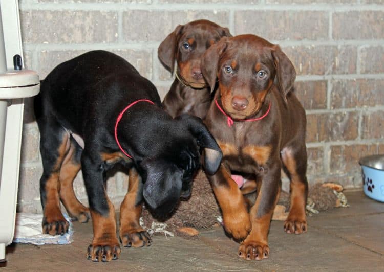 7 week old black/rust and red/rust doberman pups