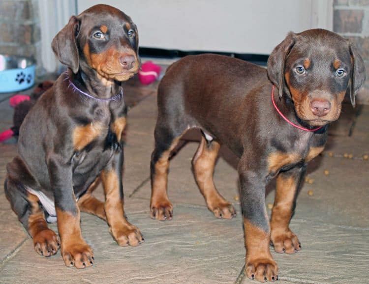 7 week old black/rust and red/rust doberman pups