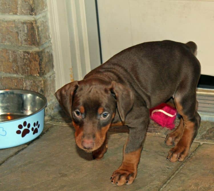 7 week old black/rust and red/rust doberman pups