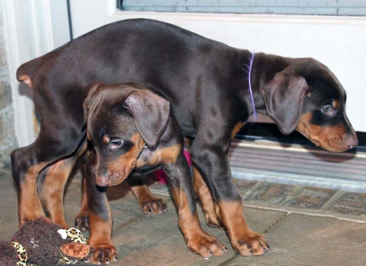7 week old black/rust and red/rust doberman pups